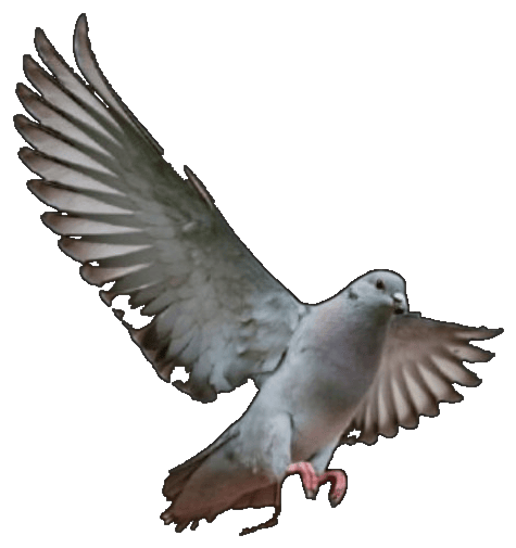 A pigeon in flight, wings spread, coming in to land